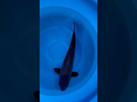 Video Vorschau in Japan