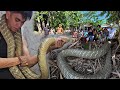 MALAKI AT NAPAKA TAPANG NA KING COBRA