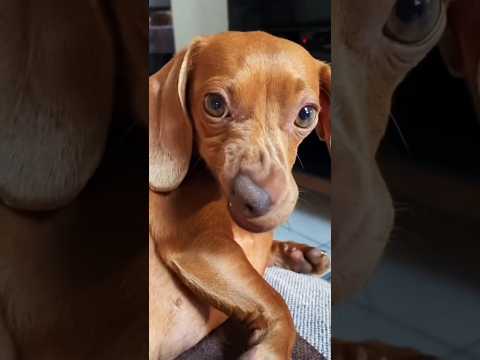 Funny dog shows hilarious crooked face reaction! 🐶😏😂 #funnydogs #dogcomedy #shorts