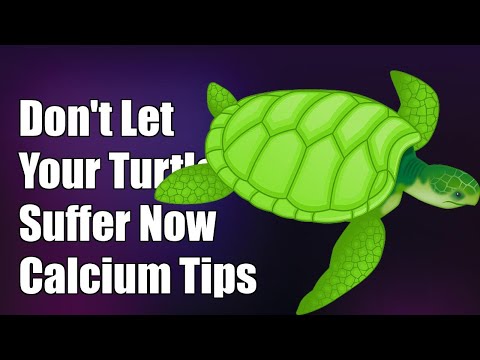 Don't Let Your Painted Turtle Suffer: Essential Calcium Tips You Can't Miss!