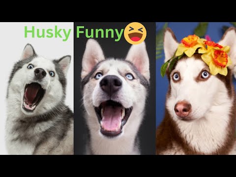 Husky dog Funny Videos | Cute and Funny Husky dogs Compilation!