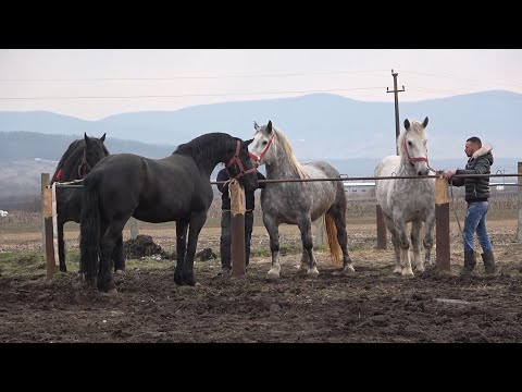 Caii lui Cipri de la Budacu de Jos, Bistrita Nasaud - 2022 Nou!!!