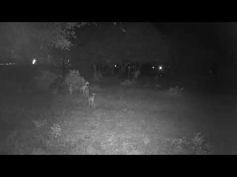 Djuma: Four Impala females-is one possibly the lone lamb's mother? - 01:24 - 12/04/20