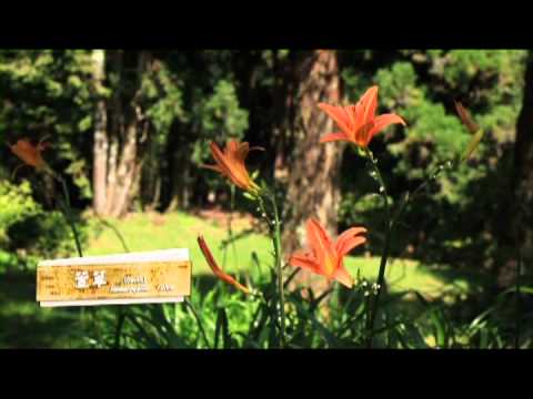 尋找阿里山 - 阿里山漫步走 國語版