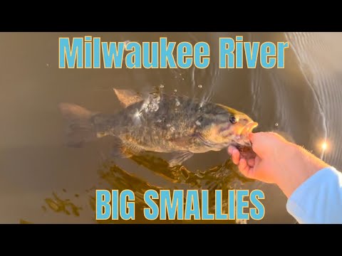 Milwaukee River BIG SMALLMOUTH BASS FISHING