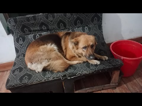 dog video#