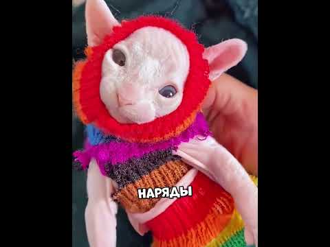 Женщина и кошка вырастили необычного котёнка