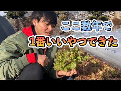 子羊のレタスの収穫: 正しいやり方は?