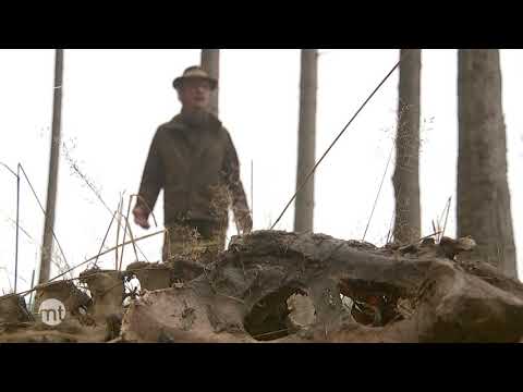 Waldeck: Hirsch ohne Kopf gefunden | maintower