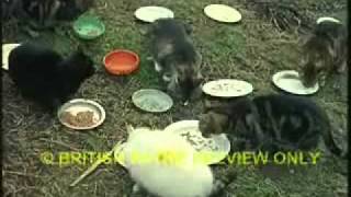 Alastair McDonald - sam The Skull.mpg