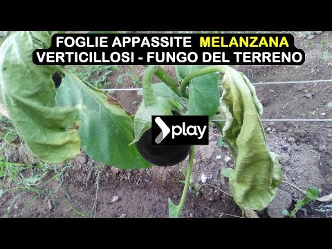 Malyshev Video prostatite Curare liperplasia prostatica