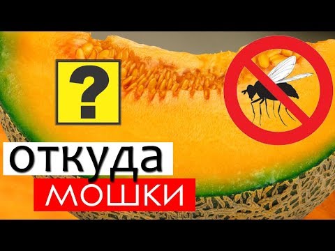 Откуда берутся мошки на фруктах?