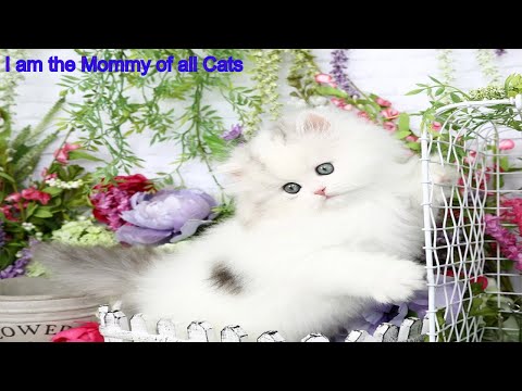 I am the Mommy of all cats|I love being the Cat Mommy|Cat for Life