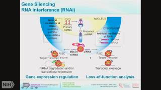 TRACO 2016: Functional genomics and HSP90 inhibitors