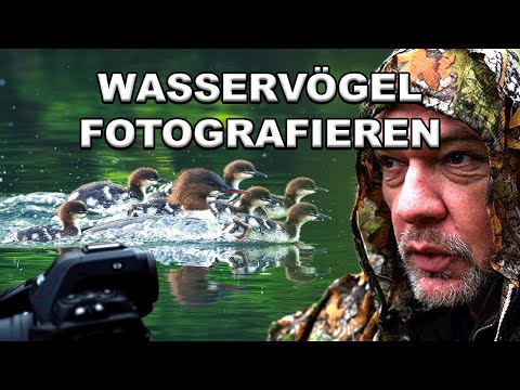 Wildlife Fotografie im Frühling | Haubentaucher - Kolbenente und CO