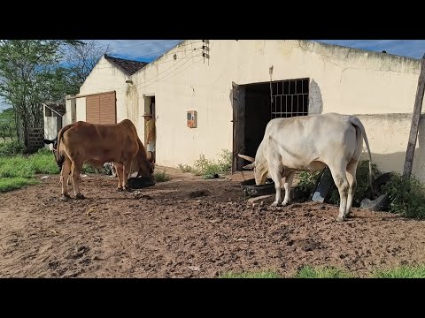 FUI PRESTIGIAR A SOLTA DO GADO E DAS OVELHAS PARA O PASTO NA FAZENDA AROEIRA EM OLIVEDOS NA PARAÍBA 