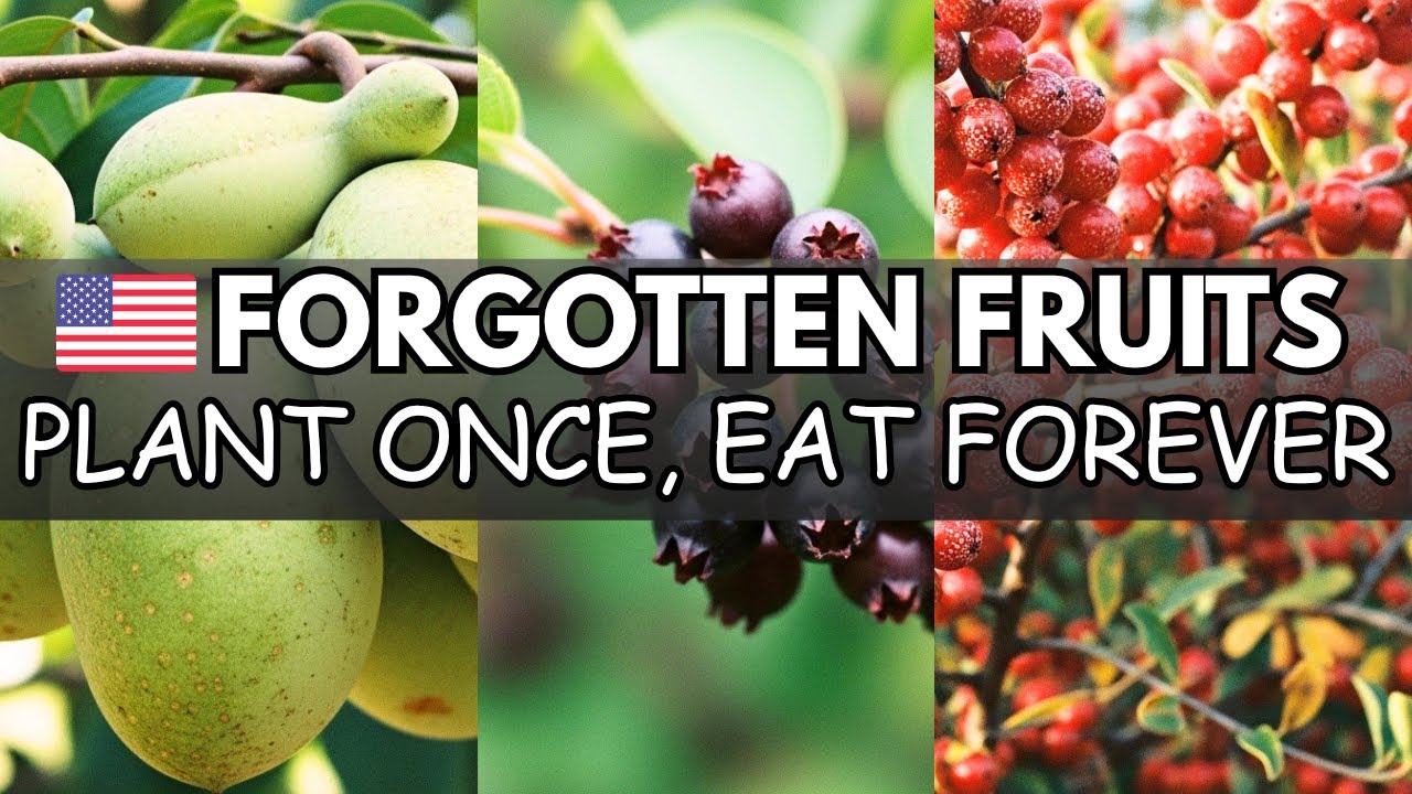 15 Forgotten Fruits That Grow Themselves - The Lazy Gardener's Goldmine | Nostalgia Fruits