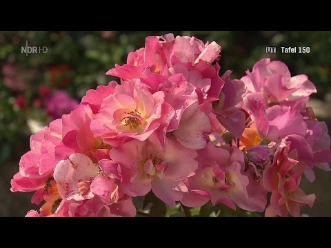 NaturNah - Die Rosenkönigin [Doku HD]