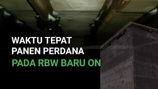 Download lagu The Right Time to Do the First Harvest on New Rbw On mp3 Download lagu The Right Time to Do the First Harvest on New Rbw On mp3