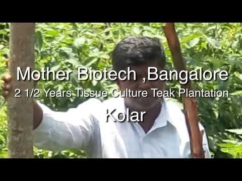 Mother Biotech 2 1/2 Years old Tissue Culture Teak Plantation | Kolar,Karnataka | +918790431313