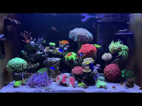 #1 Video for beginners setting up a saltwater aquarium