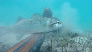 Spearfishing in Croatia- January2019 Spearfishing in Croatia- January2019