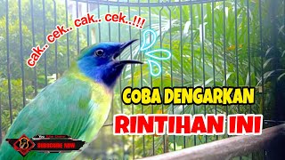 Download lagu Efektif terapi cucak kinoi gacor untuk pancingan cucak kinoi Bahan ampuh mp3