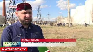 В одном из грозненских микрорайонов появились липы 