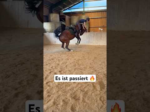 OOOPSIE 😬 Mein erster Sturz von Tino, aber zum Glück ist nichts passiert 😊