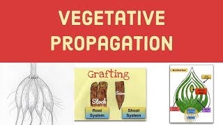 Vegetative Propagation-Asexual Reproduction in Pla