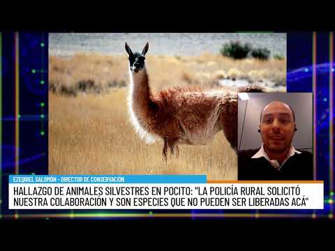 Hallazgo de animales silvestres en Pocito: "Son especies que no pueden ser liberadas acá"