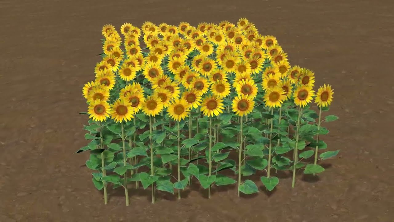Sunflower plants 3D Model