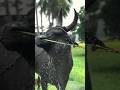 Vetri Kaalai Jallikattu Treading Explore Cow Animals Love Bull