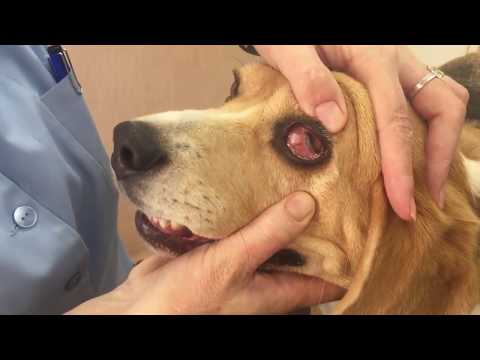 08 Exposing a dog's 3rd eyelid