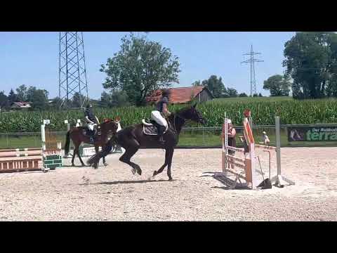 DONNA Z (5yo Dominator Z) 16.07.22 Dietmannsried - 2- Phasen A