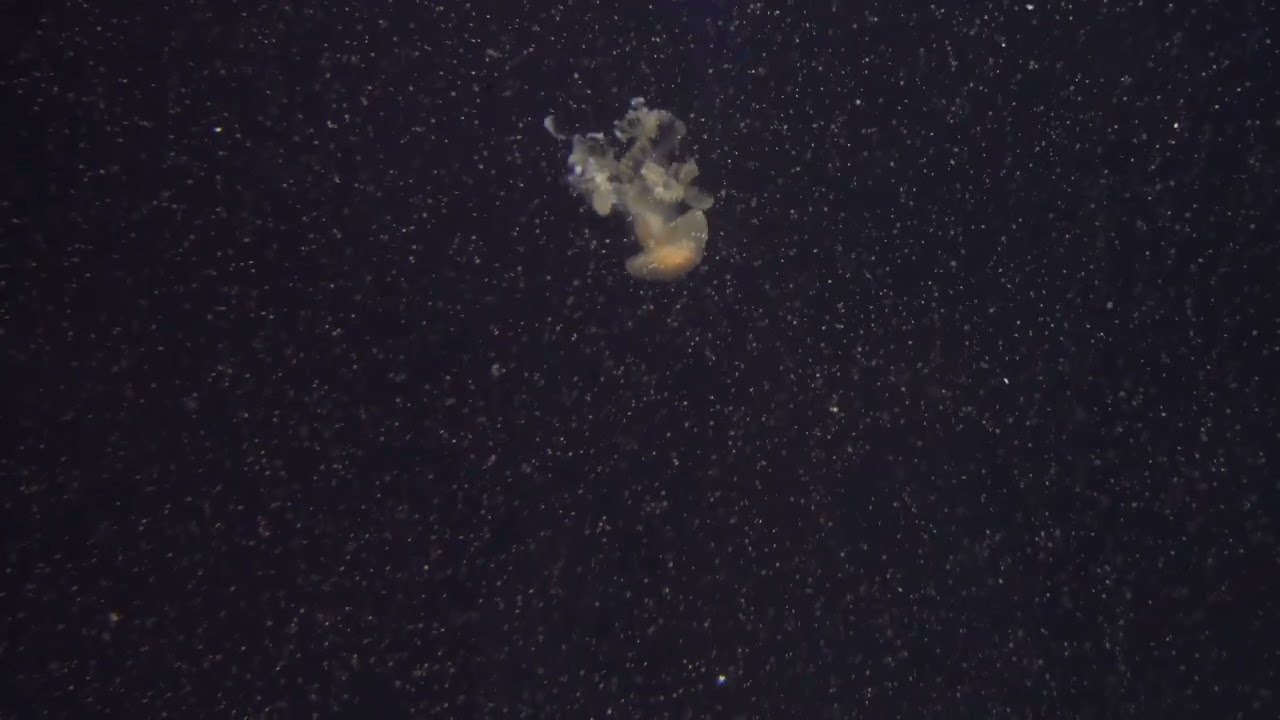 Modern Masturbation Allegory - TRAILER