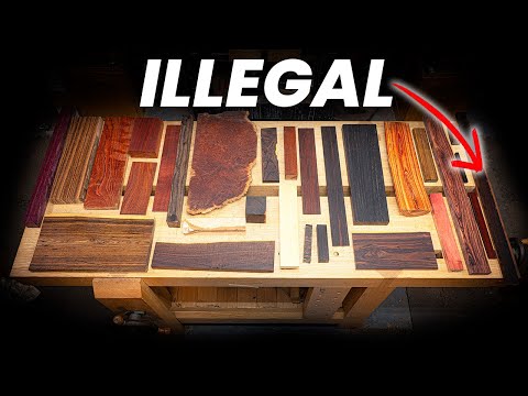 The Most Expensive Woods in the World