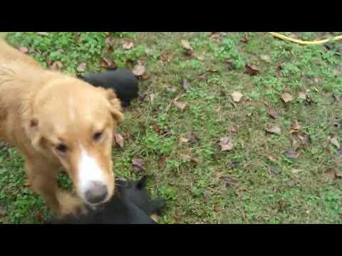 Lexi, an adopted Rat Terrier & Labrador Retriever Mix in Allentown, NJ_image-1