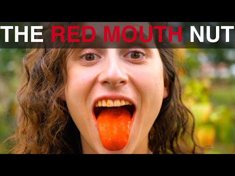 The "Red Mouth" Nut!