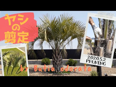 園芸 ソンブレロヤシ、プエルトリコヤシ、ハットヤシ