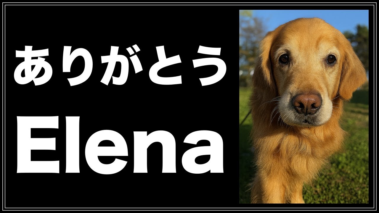 愛犬エレナが虹の橋を渡りました