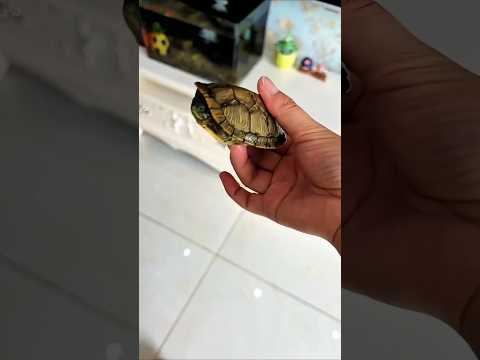 He Finally Found Leo’s House #animalcomedy #trendingnow #houseguessing