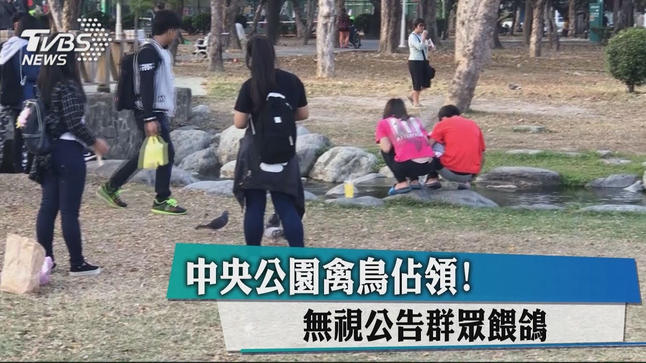 中央公園禽鳥佔領! 無視公告群眾餵鴿