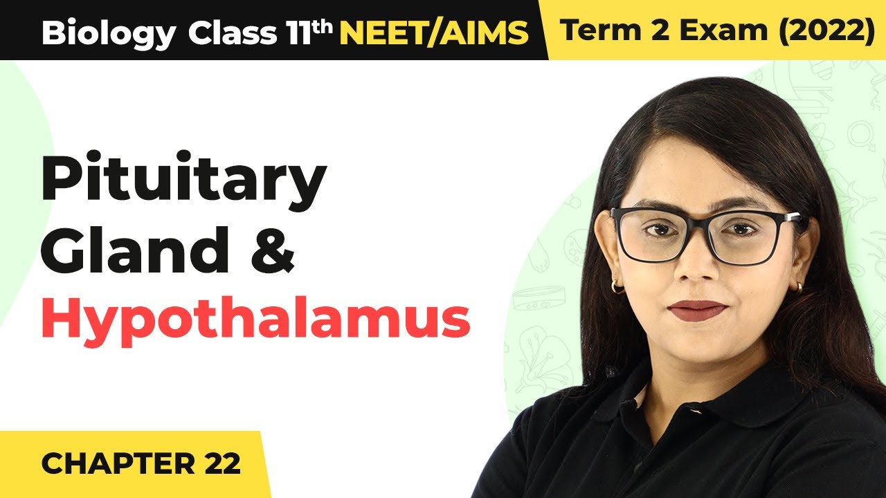 Class 11 Biology Chapter 22 | Pituitary Gland & Hypothalamus - Chemical Coordination & Integration