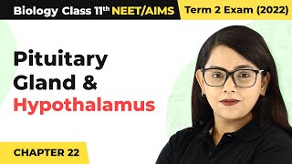 Class 11 Biology Chapter 22 | Pituitary Gland & Hypothalamus - Chemical Coordination & Integration
