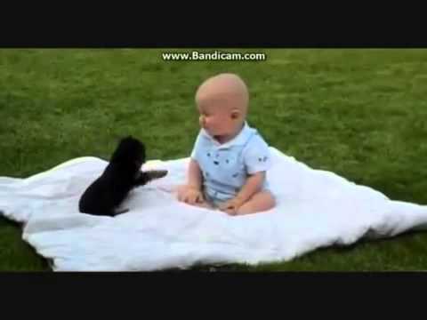 Top 10 lustige tiere videos