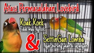Download lagu Atasi Lovebird koak koek tidak mau ngekek dan settingan lomba mp3