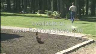 Goose Control how to do away with geese in your pond