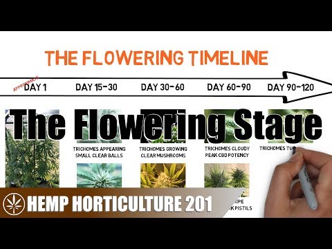 What To Do In The Flowering Stage