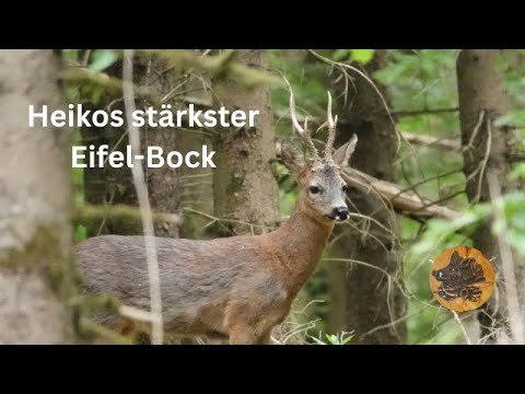 Heikos stärkster Eifel - Bock   HD 1080p
